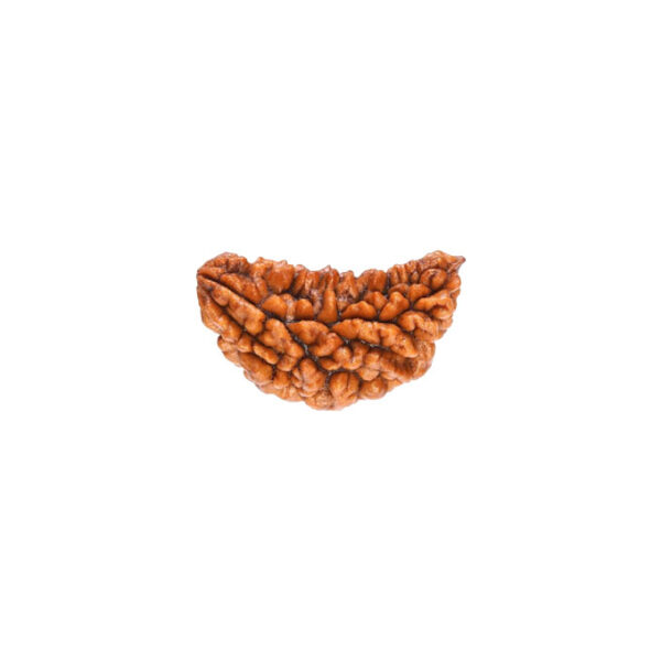 1 Mukhi