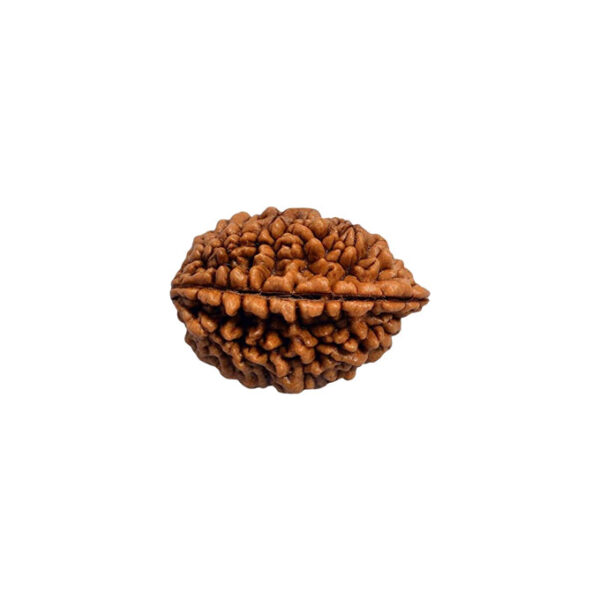 2 Mukhi