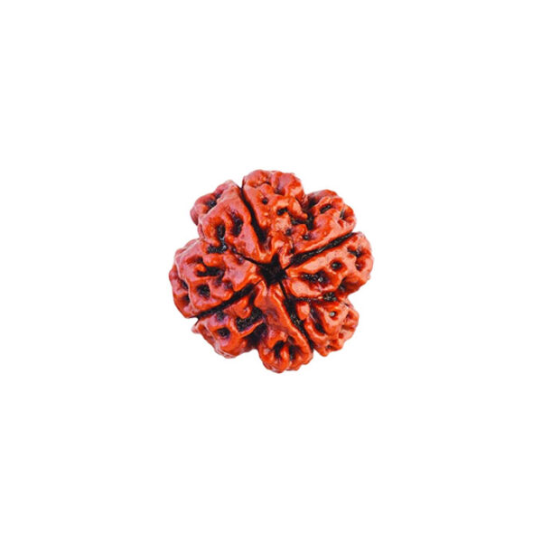 4 Mukhi