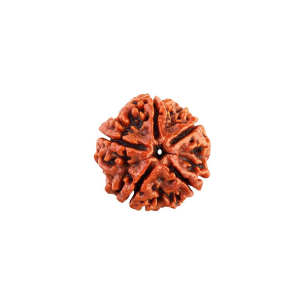5 Mukhi