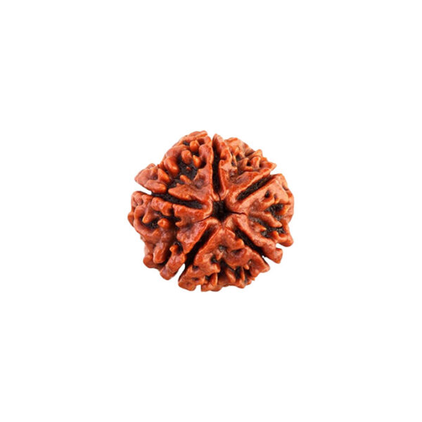 6 Mukhi