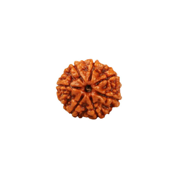 7 Mukhi