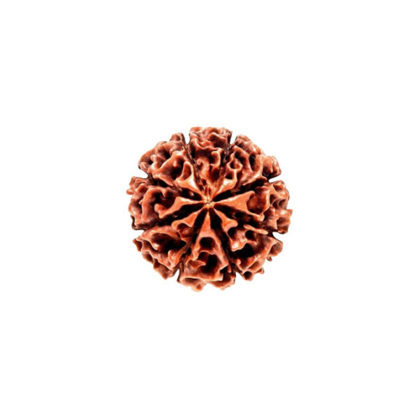 8 Mukhi