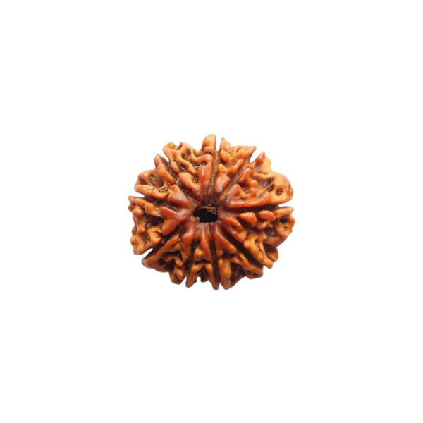9 Mukhi