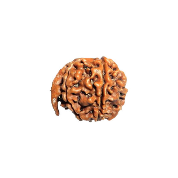 Ganesh Rudraksha