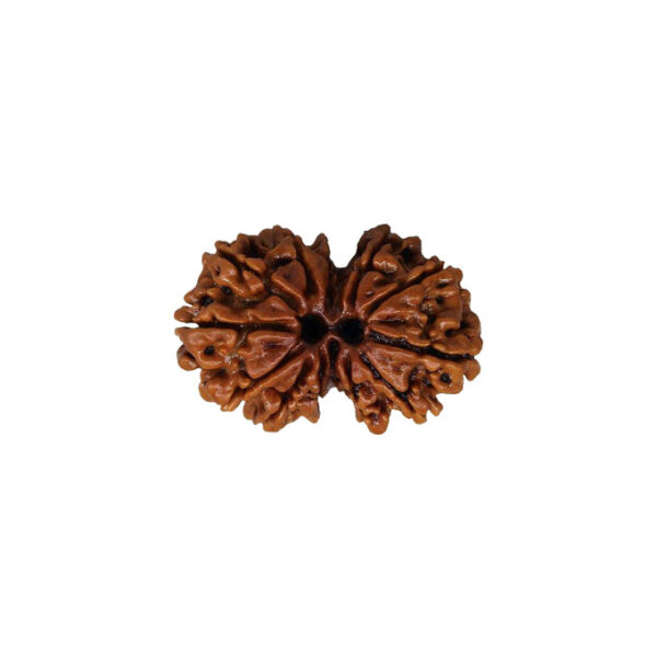 Gauri Shankar Rudraksha